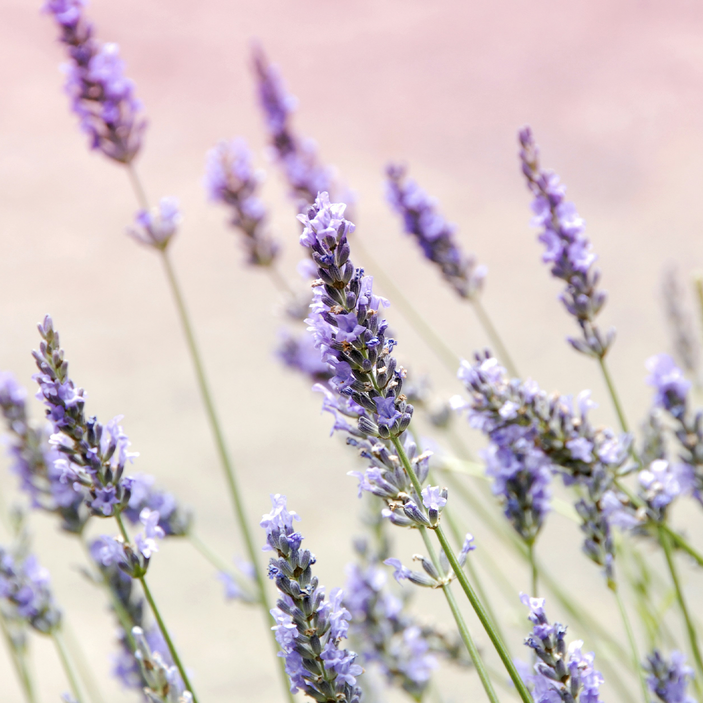 Snooze: Natural Bath Bomb for Restful Sleep and Relaxation