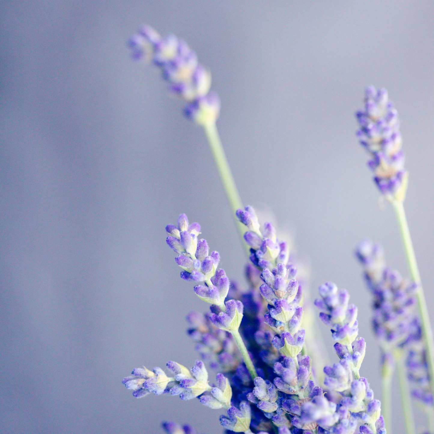 Relax + Stress Relief Bundle: Calming Lavender Essentials for Ultimate Relaxation